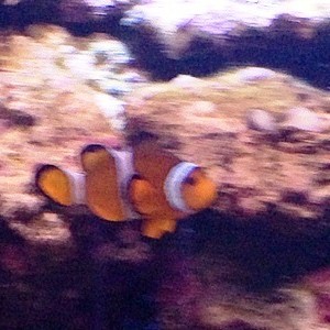 aquarium porte dorée0142