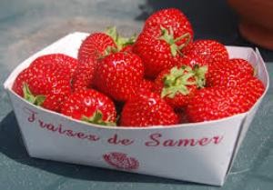 fraises de Samer