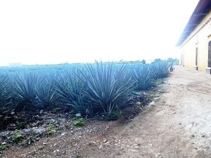 mexiquevisite fabrique tequila5