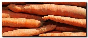 carotte de tILQUES