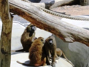 babouin guinée1