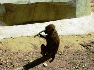 babouin guinée2