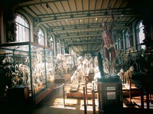 galerie d'anatomie comparée et de paléontologie02