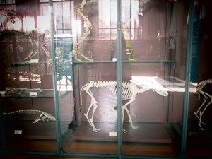 galerie d'anatomie comparée et de paléontologie03