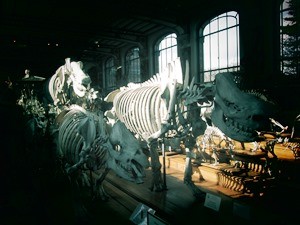 galerie d'anatomie comparée et de paléontologie04