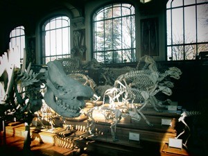 galerie d'anatomie comparée et de paléontologie05