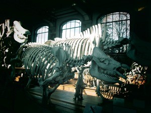 galerie d'anatomie comparée et de paléontologie06
