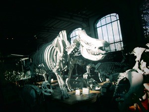 galerie d'anatomie comparée et de paléontologie07