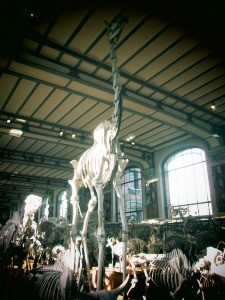galerie d'anatomie comparée et de paléontologie09
