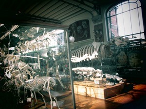 galerie d'anatomie comparée et de paléontologie10