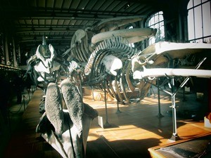 galerie d'anatomie comparée et de paléontologie12
