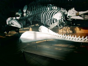 galerie d'anatomie comparée et de paléontologie14