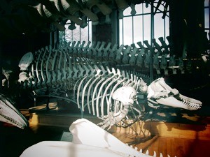galerie d'anatomie comparée et de paléontologie15