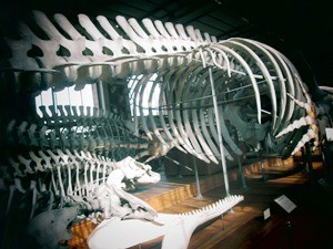 galerie d'anatomie comparée et de paléontologie16