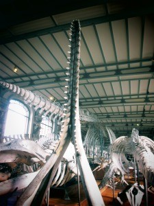 galerie d'anatomie comparée et de paléontologie17