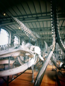 galerie d'anatomie comparée et de paléontologie18