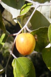 Pomme-surette ou jujube tropicale ou pomme-malcadi ou bidira1